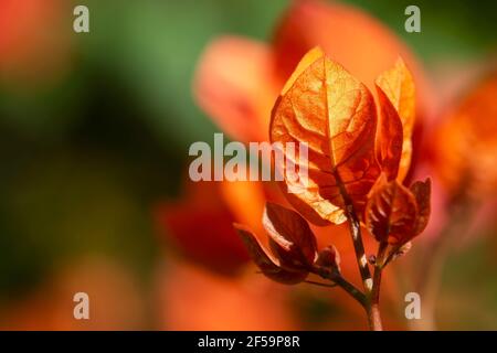 Makrofotografie von Bougainvillea (Caryophyllales) Blumen. Stockfoto