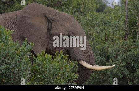 Nahaufnahme eines erwachsenen afrikanischen Elefanten im wilden Ol Pejeta Conservancy, Kenia Stockfoto