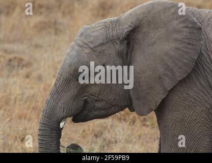 Seitenportrait des Kopfes eines jungen afrikanischen Elefanten in der Wildnis, Kenia Stockfoto