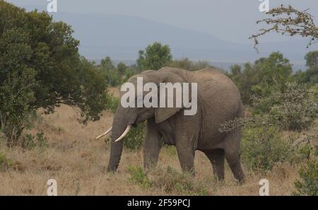 Junge afrikanische Elefant mit seinem Rüssel in der grasen Wild Ol Pejeta Conservancy Kenia Stockfoto