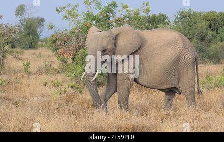 afrikanische Elefanten grasen in der wilden Ol Pejeta Conservancy Kenia Stockfoto