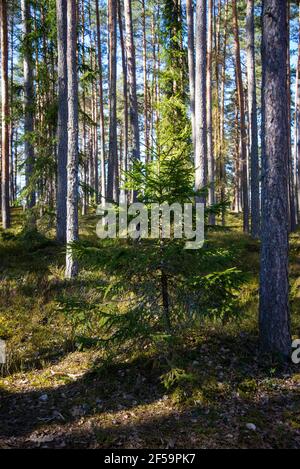 Einsame grüne kleine Fichte in einem großen Kiefernwald mit grünen Moosen an einem sonnigen Frühlingstag mit blauem Himmel. Frühlingslandschaft Stockfoto