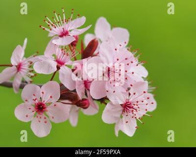 Rosafarbene Blüten und Knospen von Prunus avium oder Sakura, aus nächster Nähe. Schöne, blühende Pflanze in der Familie Rosaceae, Untergattung Cerasus. Makrofotografie. Stockfoto