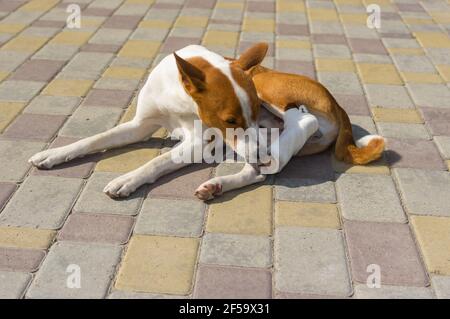 Niedlicher basenji Hund mit gebrochenen bandagierten Hinterfüßen liegen auf Ein Pflaster und versuchen, diese seltsame Verband zu nehmen Nach der Operation Stockfoto