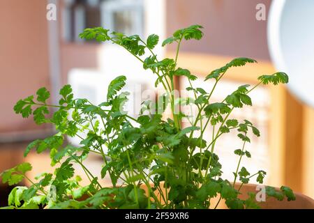 Frischer Koriander (Coriandrum sativum) , auch bekannt als chinesische Petersilie, Dhania oder Koriander Stockfoto