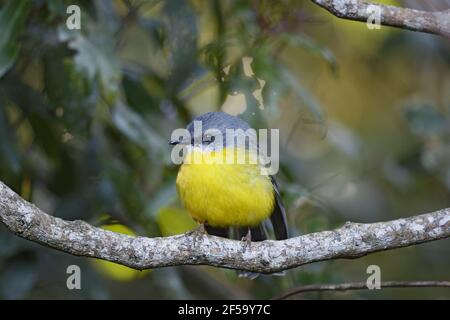 Eastern Yellow RobinEopsaltria australis Lamington National Park Queensland, Australien BI031290 Stockfoto