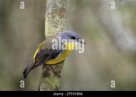 Eastern Yellow RobinEopsaltria australis Lamington National Park Queensland, Australien BI031291 Stockfoto