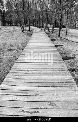 Langer Holzboardwalk-Fußweg durch den bewaldeten Park Stockfoto