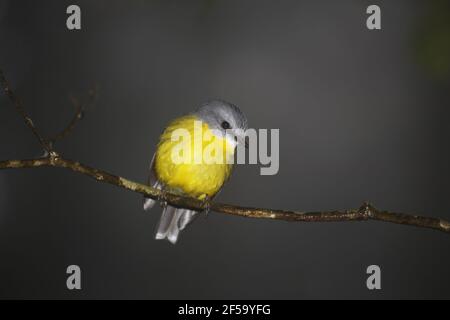 Eastern Yellow RobinEopsaltria australis Lamington National Park Queensland, Australien BI031295 Stockfoto