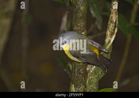 Eastern Yellow RobinEopsaltria australis Lamington National Park Queensland, Australien BI031300 Stockfoto