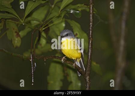 Eastern Yellow RobinEopsaltria australis Lamington National Park Queensland, Australien BI031301 Stockfoto