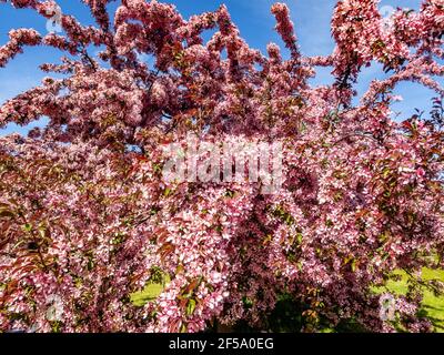 Kanadische schwarze Pflaume Prunus hellrosa Blüten in Blüte, schöner blühender Zierstrauch mit braunen roten Blättern auf Ästen im Sonnenlicht Stockfoto