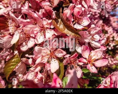 Kanadische schwarze Pflaume Prunus hellrosa Blüten in Blüte, schöner blühender Zierstrauch mit braunen roten Blättern auf Ästen im Sonnenlicht Stockfoto