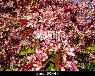 Kanadische schwarze Pflaume Prunus hellrosa Blüten in Blüte, schöner blühender Zierstrauch mit braunen roten Blättern auf Ästen im Sonnenlicht Stockfoto