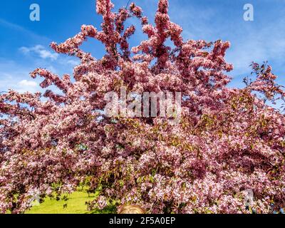 Kanadische schwarze Pflaume Prunus hellrosa Blüten in Blüte, schöner blühender Zierstrauch mit braunen roten Blättern auf Ästen im Sonnenlicht Stockfoto