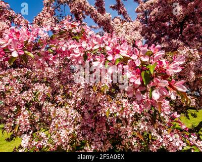 Kanadische schwarze Pflaume Prunus hellrosa Blüten in Blüte, schöner blühender Zierstrauch mit braunen roten Blättern auf Ästen im Sonnenlicht Stockfoto