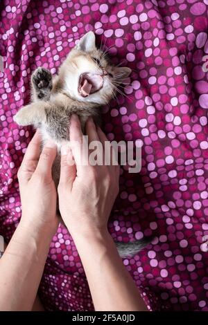 Kleine, müde britische Kätzchen gähnten, während sie auf einer farbigen Decke lagen, und der Besitzer Arme umarmte ihn sanft. Draufsicht. Stockfoto