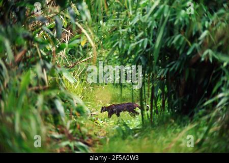 Motion Blur, eine asiatische Goldkatze, die im Evergreen Forest im Mae Wong National Park, Thailand, über den Trail läuft. Rauschen, Körnung. Stockfoto