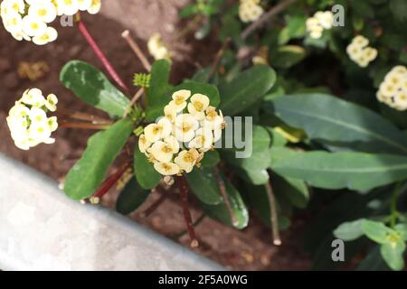 Jatropha integerrima, allgemein bekannt als Peregrina oder würzige Jatropha, ist eine Art der blühenden Pflanze in der Familie der Spurgen, Euphorbiaceae, das ist nati Stockfoto