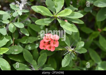 Jatropha integerrima, allgemein bekannt als Peregrina oder würzige Jatropha, ist eine Art der blühenden Pflanze in der Familie der Spurgen, Euphorbiaceae, das ist nati Stockfoto