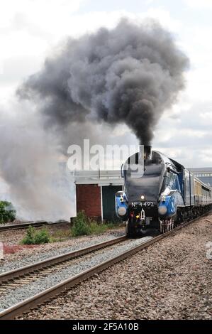 Hauptlinie Dampfzug durch Chippenham Station gezogen von LNER-Klasse A4 Pacific No 60019 Bittern, läuft als No 4492 (siehe Hinweis). Stockfoto