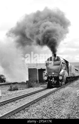 Hauptlinie Dampfzug durch Chippenham Station gezogen von LNER-Klasse A4 Pacific No 60019 Bittern, läuft als No 4492 (siehe Hinweis). Stockfoto