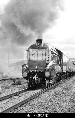 Hauptlinie Dampfzug durch Chippenham Station gezogen von LNER-Klasse A4 Pacific No 60019 Bittern, läuft als No 4492 (siehe Hinweis). Stockfoto