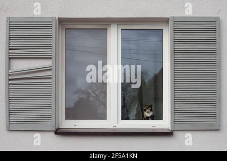 Liebenswert inländische bunte flauschige Katze sitzt auf dem Fensterbrett an Zu Hause Stockfoto