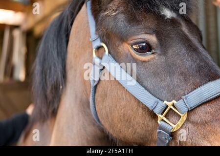 Nahaufnahme eines Ponys aus dem New Forest, mit Kopf und Zaumzeug. Er befindet sich in einem Stall und wird nach dem Training in einem Livree-Hof niedergebürstet. Stockfoto