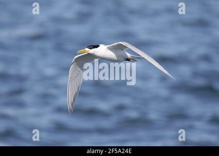 Haubenseeschwalbe - Erwachsener im FlugThalasseus bergii Kangaroo Island South Australia, Australien BI031446 Stockfoto