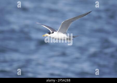 Haubenseeschwalbe - Erwachsener im FlugThalasseus bergii Kangaroo Island South Australia, Australien BI031447 Stockfoto