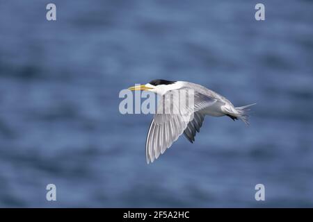 Haubenseeschwalbe - Erwachsener im FlugThalasseus bergii Kangaroo Island South Australia, Australien BI031450 Stockfoto