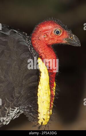 Australische Pinsel-Türkei - Kopf und Hals Alectura Lathami Atherton Tablelands Queensland, Australien BI031481 Stockfoto