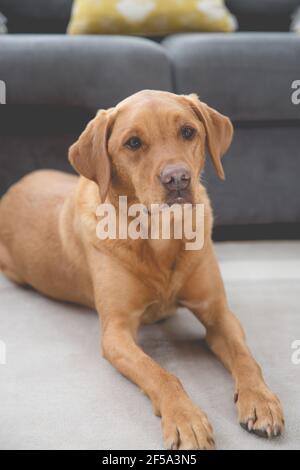 Ein hübscher Haushund Labrador Retriever Hund sieht glücklich und Entspannt in einer häuslichen Umgebung Stockfoto