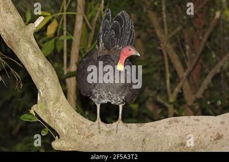 Australische Pinsel-Türkei - auf Regenwald Baum Alectura Lathami Atherton Tablelands Queensland, Australien BI031485 Stockfoto