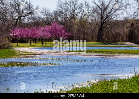Am Teich blühende Redbud-Bäume Stockfoto