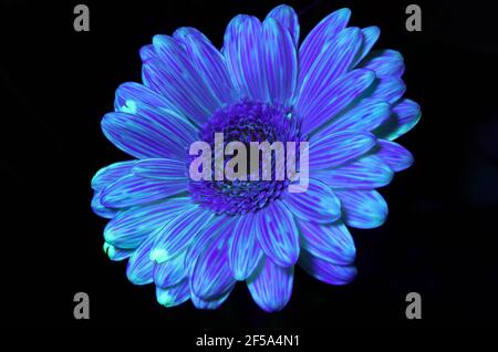 Erstaunliche blaue Gerbera im UV-Licht. Stockfoto