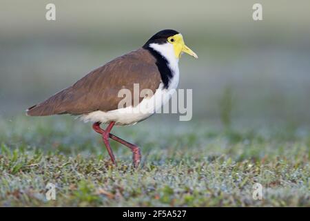 Masked Lapwing - mit frühmorgendlicher DewVanellus Miles Brisbane Queensland, Australien BI031528 Stockfoto