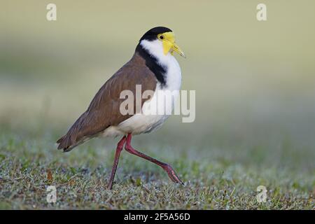 Masked Lapwing - mit frühmorgendlicher DewVanellus Miles Brisbane Queensland, Australien BI031531 Stockfoto