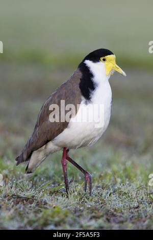 Masked Lapwing - mit frühmorgendlicher DewVanellus Miles Brisbane Queensland, Australien BI031534 Stockfoto