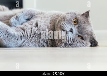 Graue schottische Faltenkatze mit orangefarbenen Augen liegt auf ihr Seite auf dem Boden Stockfoto