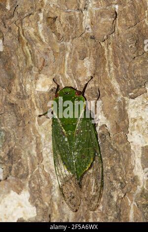 Green Grocer CicadaCyclochila australasiae Atherton Tablelands Queensland, Australien IN001038 Stockfoto
