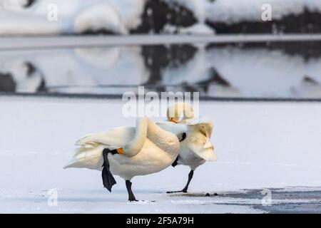 Ein Paar Whooper Schwäne auf dem eisbedeckten See Hamretjern in Fana, Westnorwegen Stockfoto