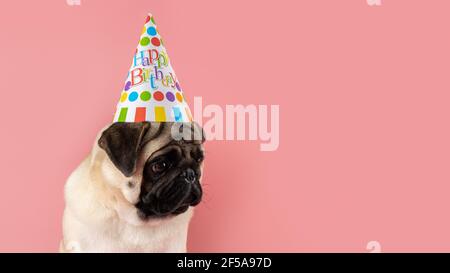 Lustige Pug Hund trägt Happy Birthday Hut auf rosa Hintergrund. Stockfoto