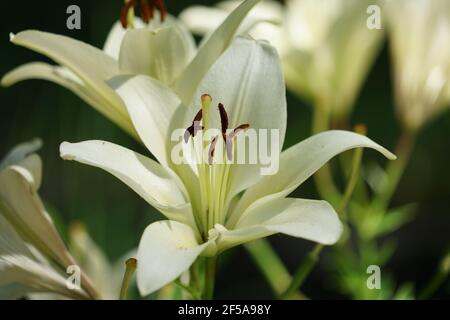Schöne Lilie Blume auf grünen Blättern Hintergrund. Lilium longiflorum blüht im Garten. Hintergrund Textur Pflanze Feuer Lilie mit orangen Knospen. Bild Stockfoto