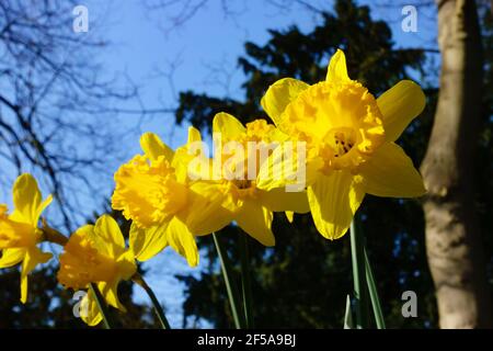 Frühling Narzissen blühen in der Sonne. England Stockfoto