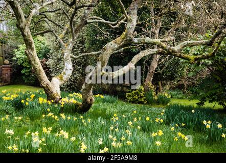 Narzissen wachsen unter und alten Magnolien. Stockfoto