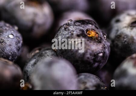 Wassertropfen auf reife süße Heidelbeere. Frische Heidelbeeren Hintergrund mit Copy Space für Ihren Text. Veganes und vegetarisches Konzept. Makrotextur von Bluebes Stockfoto