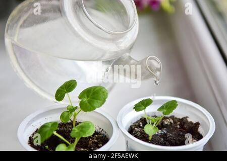 Gießen von grünen Setzlingen von Geranienblüten auf der Fensterbank gewachsen Stockfoto