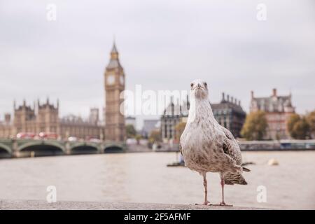 Möwe steht vor dem Uhrturm Stockfoto